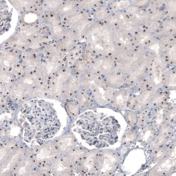 NIFK Antibody (CL2240) - Azide and BSA Free, Novus Biologicals 100 ul;