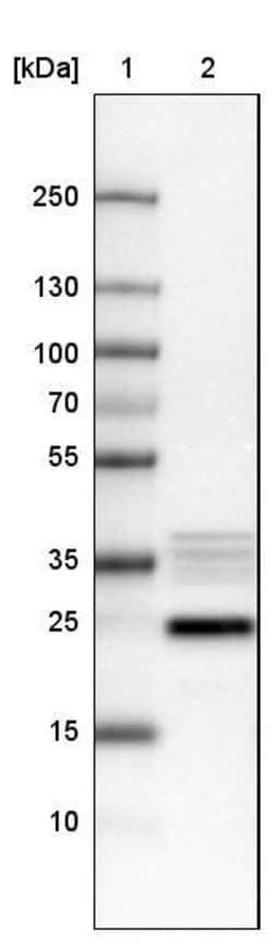 NIFK Antibody (CL2237) - Azide and BSA Free, Novus Biologicals 100 &mu;L | Buy Online | Novus Biologicals | Fisher Scientific