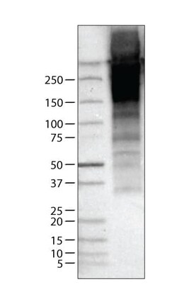 Thyroglobulin Antibody (CL0164) - Azide and BSA Free, Novus Biologicals