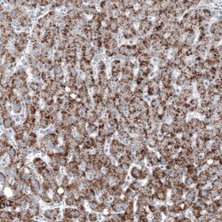 PMP70 Antibody (CL2524) - Azide and BSA Free, Novus Biologicals 100 ul;