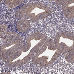 ERp57/PDIA3 Antibody (CL2444) - Azide and BSA Free, Novus Biologicals 100