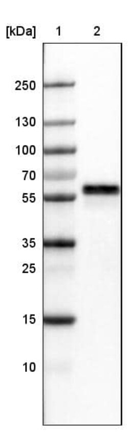 ERp57/PDIA3 Antibody (CL2444) - Azide and BSA Free, Novus Biologicals 100