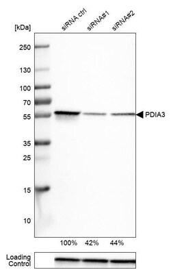 ERp57/PDIA3 Antibody (CL2444) - Azide and BSA Free, Novus Biologicals 100
