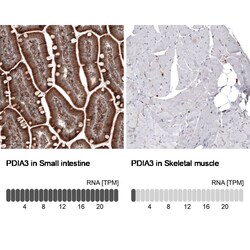 ERp57/PDIA3 Antibody (CL2446) - Azide and BSA Free, Novus Biologicals 100