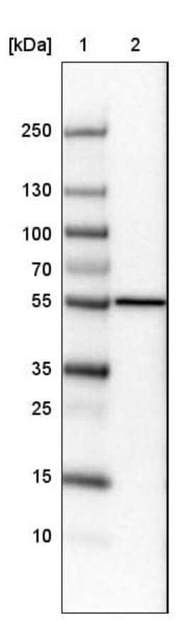 ERp57/PDIA3 Antibody (CL2446) - Azide and BSA Free, Novus Biologicals 100