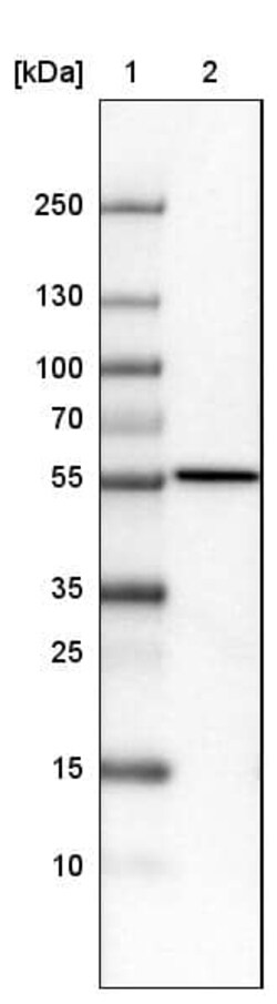 ERp57/PDIA3 Antibody (CL2452) - Azide and BSA Free, Novus Biologicals 100