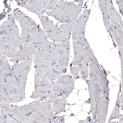 ERp57/PDIA3 Antibody (CL2452) - Azide and BSA Free, Novus Biologicals 100