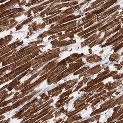 MYH6 Antibody (CL2148) - Azide and BSA Free, Novus Biologicals 100 ul;