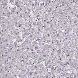 MYH6 Antibody (CL2148) - Azide and BSA Free, Novus Biologicals 100 ul;