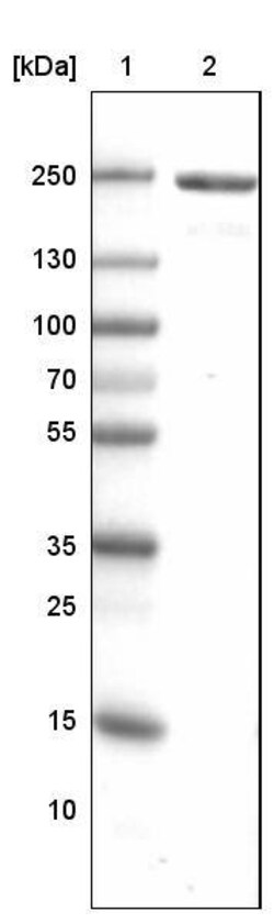 MYH6 Antibody (CL2148) - Azide and BSA Free, Novus Biologicals 100 ul;