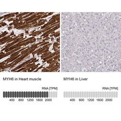MYH6 Antibody (CL2162) - Azide and BSA Free, Novus Biologicals 100 ul;