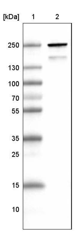 MYH6 Antibody (CL2162) - Azide and BSA Free, Novus Biologicals 100 ul;