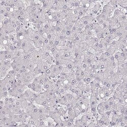 MYH6 Antibody (CL2162) - Azide and BSA Free, Novus Biologicals 100 ul;