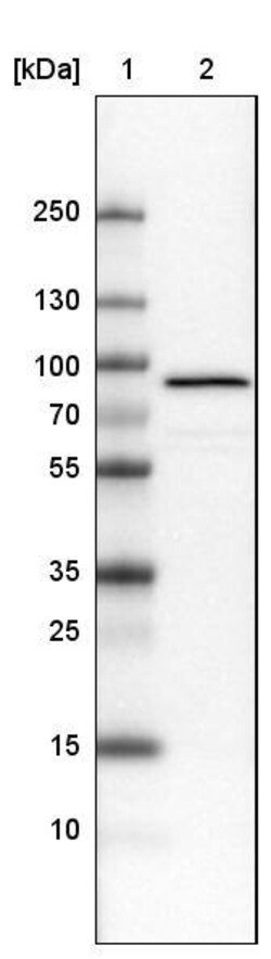 Ezrin Antibody (CL2375) - Azide and BSA Free, Novus Biologicals 100 ul;