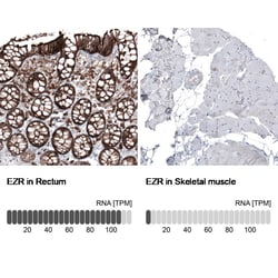 Ezrin Antibody (CL2375) - Azide and BSA Free, Novus Biologicals 100 ul;