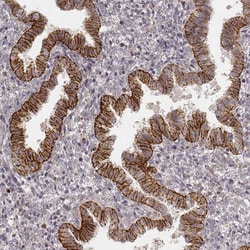GRASP55 Antibody (CL2610) - Azide and BSA Free, Novus Biologicals 100 ul;