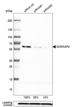 GRASP55 Antibody (CL2610) - Azide and BSA Free, Novus Biologicals 100 ul;