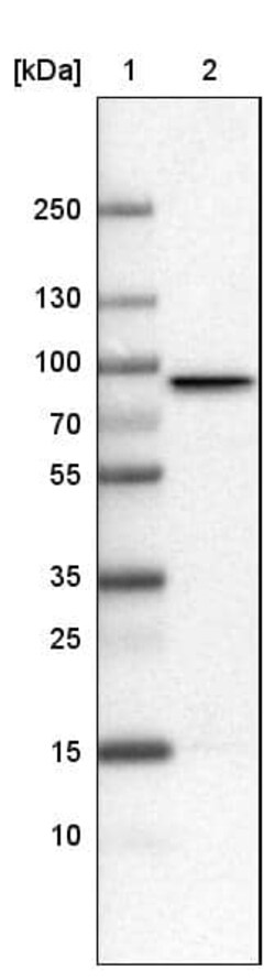CARS Antibody (CL2302) - Azide and BSA Free, Novus Biologicals 100 ul;