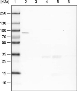 CARS Antibody (CL2302) - Azide and BSA Free, Novus Biologicals 100 ul;