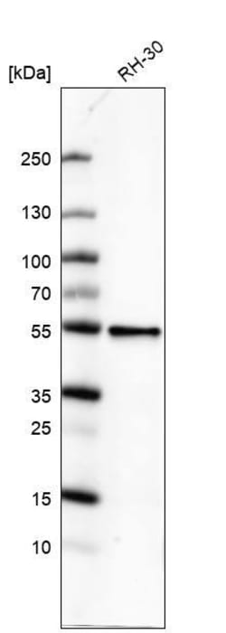 ATG5 Antibody (CL9508) - Azide and BSA Free, Novus Biologicals 100 ul;