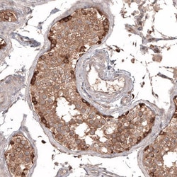 ATG5 Antibody (CL9508) - Azide and BSA Free, Novus Biologicals 100 ul;