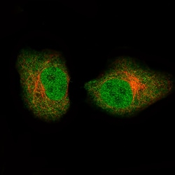 GAPDH Antibody (CL3266) - Azide and BSA Free, Novus Biologicals 100 ul;