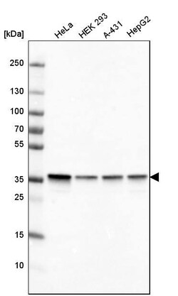 GAPDH Antibody (CL3266) - Azide and BSA Free, Novus Biologicals 100 ul;