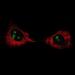 Ki67/MKI67 Antibody (CL1234) - Azide and BSA Free, Novus Biologicals™