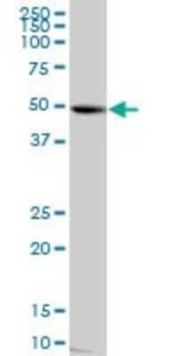 nef-associated protein 1 Antibody, Novus Biologicals 0.05 mg | Buy Online | Novus Biologicals | Fisher Scientific
