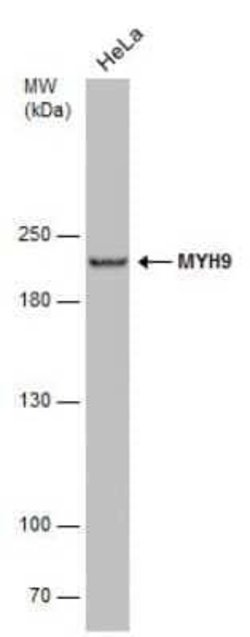 non-muscle Myosin IIA Antibody (GT566), Novus Biologicals 100 &mu;g | Buy Online | Novus Biologicals | Fisher Scientific