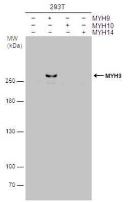 non-muscle Myosin IIA Antibody (GT566), Novus Biologicals 100 &mu;g | Buy Online | Novus Biologicals | Fisher Scientific