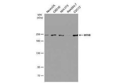 non-muscle Myosin IIA Antibody (GT566), Novus Biologicals 100 &mu;g | Buy Online | Novus Biologicals | Fisher Scientific