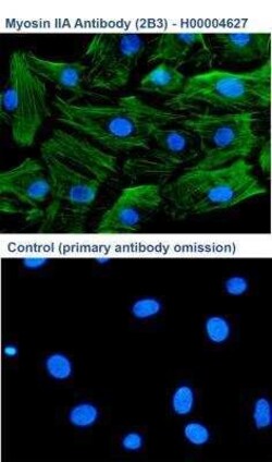 non-muscle Myosin IIA Antibody (2B3), Novus Biologicals 0.1 mg | Buy Online | Novus Biologicals | Fisher Scientific