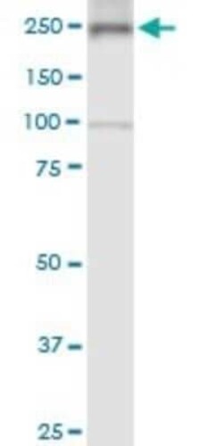 non-muscle Myosin IIA Antibody (2B3), Novus Biologicals 0.1 mg | Buy Online | Novus Biologicals | Fisher Scientific