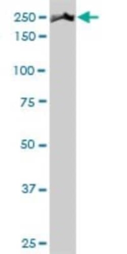 non-muscle Myosin IIA Antibody (3C7), Novus Biologicals 50 &mu;g | Buy Online | Novus Biologicals | Fisher Scientific