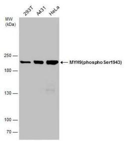 non-muscle Myosin IIA, p Ser1943 Antibody (GT144), Novus Biologicals 100 &mu;g | Buy Online | Novus Biologicals | Fisher Scientific