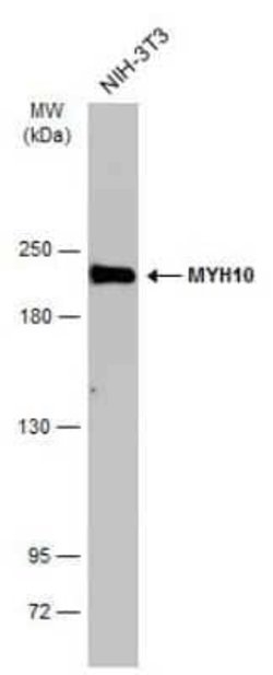 non-muscle heavy chain 10 Myosin Antibody (GT246), Novus Biologicals 100