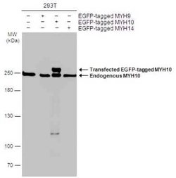 non-muscle heavy chain 10 Myosin Antibody (GT246), Novus Biologicals 100