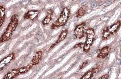 non-muscle heavy chain 10 Myosin Antibody (GT324), Novus Biologicals 100 &mu;g | Buy Online | Bio-Techne | Fisher Scientific