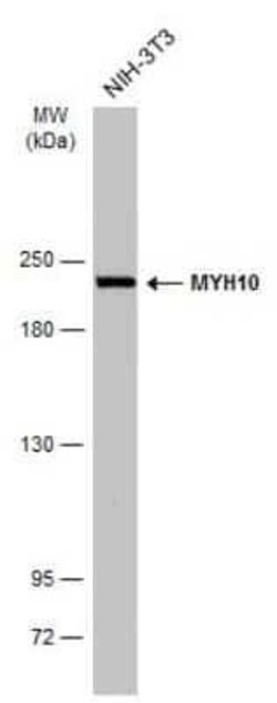 non-muscle heavy chain 10 Myosin Antibody (GT324), Novus Biologicals 100 &mu;g | Buy Online | Bio-Techne | Fisher Scientific