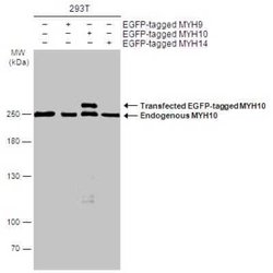 non-muscle heavy chain 10 Myosin Antibody (GT324), Novus Biologicals 100 &mu;g | Buy Online | Bio-Techne | Fisher Scientific