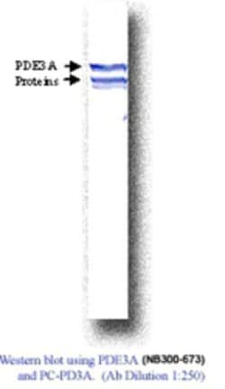 PDE3A Antibody, Novus Biologicals 0.025 mg | Buy Online | Novus Biologicals | Fisher Scientific