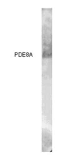 PDE8A Antibody, Novus Biologicals:Antibodies:Primary Antibodies