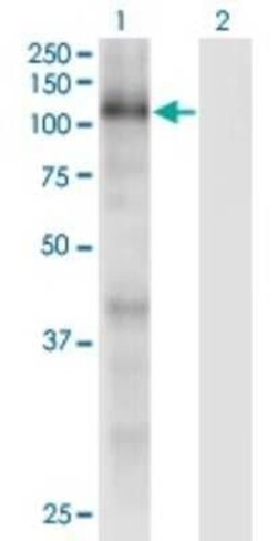 p107 Antibody (1A5), Novus Biologicals 0.1 mg | Buy Online | Novus Biologicals | Fisher Scientific