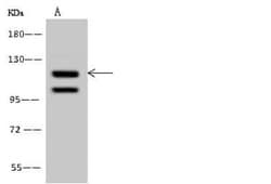 p107 Antibody, Novus Biologicals:Antibodies:Primary Antibodies