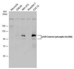 p120-catenin, p Ser268 Antibody, Novus Biologicals 100 &mu;g; Unconjugated:Antibodies,