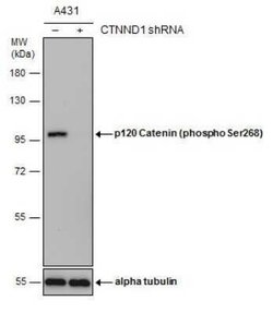 p120-catenin, p Ser268 Antibody, Novus Biologicals 100 &mu;g; Unconjugated:Antibodies,