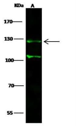 p130 Antibody, Novus Biologicals 50 &mu;g; Unconjugated:Antibodies, Polyclonal