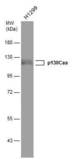 p130Cas/BCAR1 Antibody (GT331), Novus Biologicals 100 &mu;g; Unconjugated:Antibodies,
