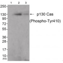 p130Cas/BCAR1, p Tyr410 Antibody - BSA Free, Novus Biologicals p130Cas/BCAR1